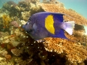 Arabischer Kaiserfische 1